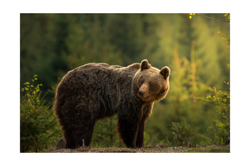 Bear in Golden Light | Poster - Passepartout