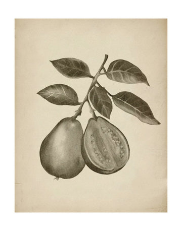 Guava Botanical Study | Poster - Passepartout