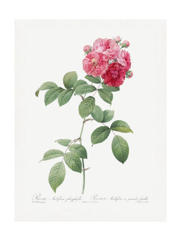 Seven Sisters Roses, Les Roses (1817–1824) | Poster - Passepartout