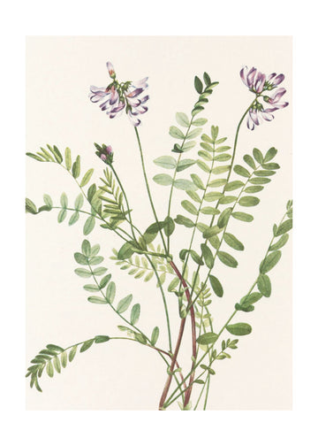 Alpine Milkvetch From North American Wildflowers (1925) By Mary Vaux Walcott | Poster - Passepartout