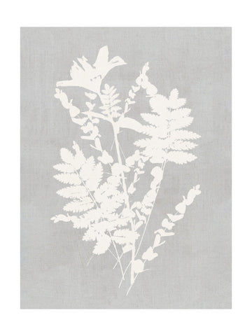 Botanical Silhouette Study | Poster - Passepartout
