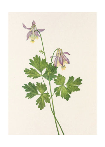 Shortspur Columbine From North American Wildflowers (1925) By Mary Vaux Walcott | Poster - Passepartout