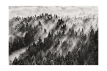 Misty Forest Light Rays | Poster - Passepartout