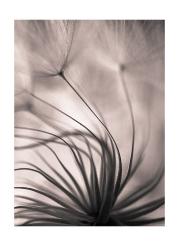 Delicate Dandelion Seeds | Poster - Passepartout