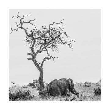 African Elephant Lone Tree | Poster - Passepartout
