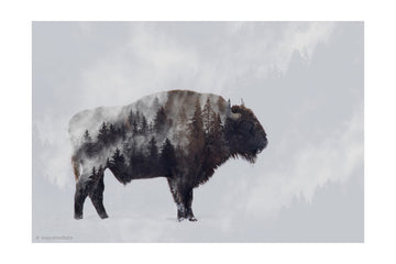 Wild Bison Forest | Poster - Passepartout