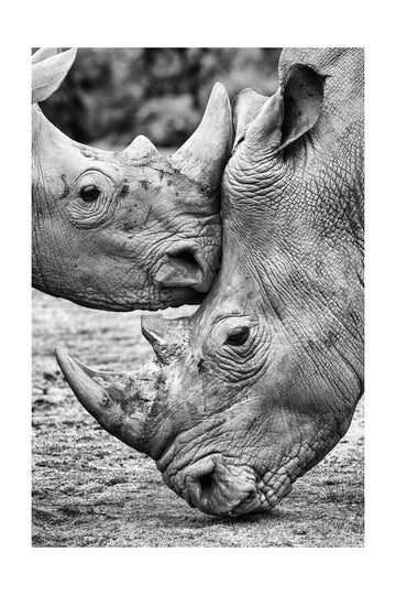 Rhino Tenderness | Poster - Passepartout