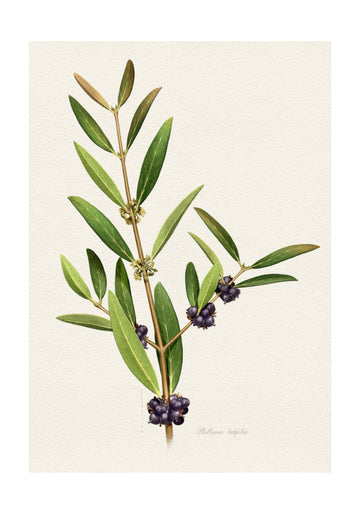 Elegant Berry Branch | Poster - Passepartout
