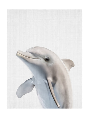 Friendly Dolphin Portrait | Poster - Passepartout