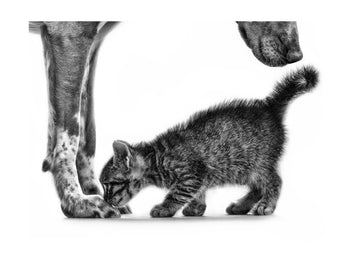 Gentle Dog Kitten | Poster - Passepartout