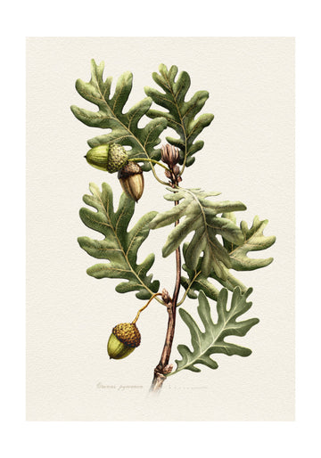 Pyrenean Oak Botanical Art | Poster - Passepartout