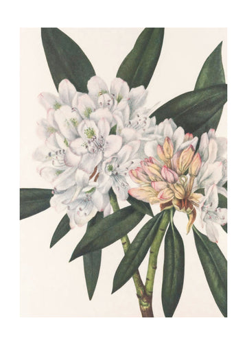 Rosebay Rhododendron From North American Wildflowers (1925) By Mary Vaux Walcott. | Poster - Passepartout