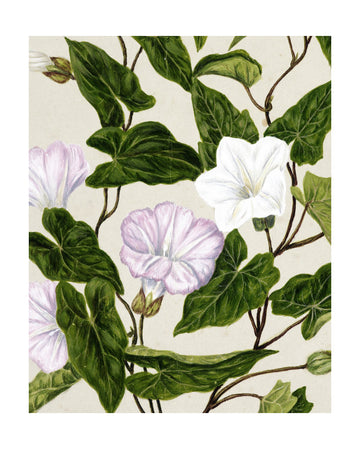 Bindweed Pohu By Sarah Featon (1848–1927) | Poster - Passepartout