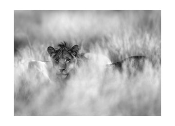 Hidden Lion Gaze | Poster - Passepartout