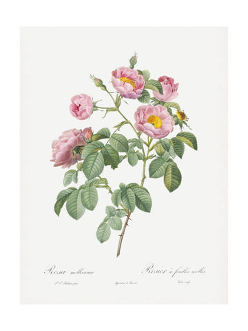 Semi Double Variety of Tomentose Rose, Les Roses (1817–1824) | Poster - Passepartout