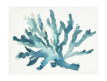 Turqoiuse Coral | Poster - Passepartout