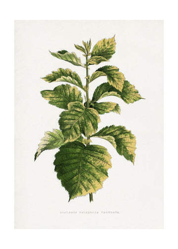 Common Hawnthorn Leaf Illustration | Poster - Passepartout