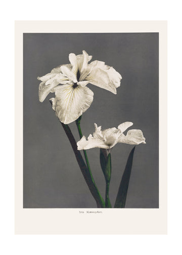 Iris Kæmpferi | Poster - Passepartout