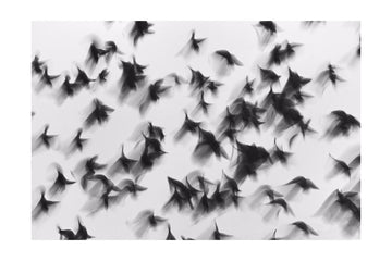 Dynamic Flying Flock | Poster - Passepartout