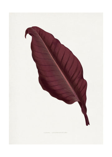 Pink Canna Atronigricans Leaf Illustration | Poster - Passepartout