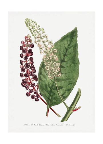 Phytolacca Decandra 1806 Flower Garden Displayed By Francis Sansom | Poster - Passepartout
