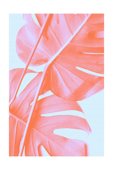 Coral Monstera Glow | Poster - Passepartout