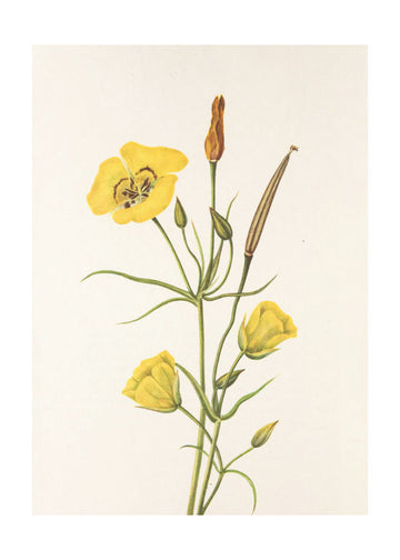 Goldenbowl Mariposa From North American Wildflowers (1925) By Mary Vaux Walcott | Poster - Passepartout