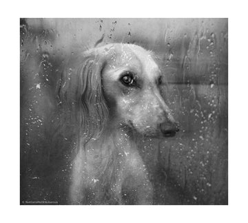 Dog By Rainy Window | Poster - Passepartout