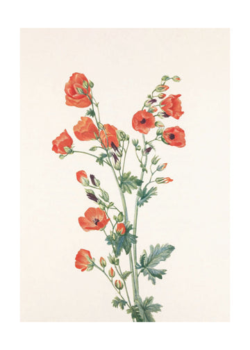 Scarlet Globe Mallow From North American Wildflowers (1925) By Mary Vaux Walcott | Poster - Passepartout