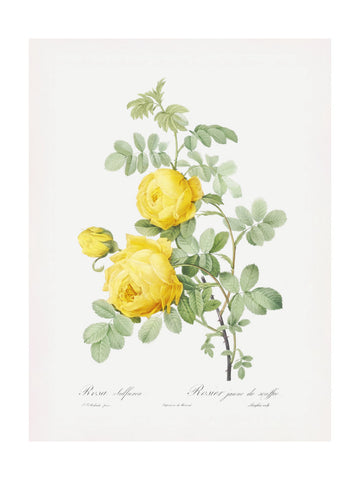 Rosa Hemisphaerica, Les Roses (1817–1824) | Poster - Passepartout