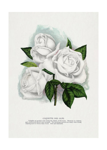 White Rose, Coquette Des Alps Lithograph | Poster - Passepartout