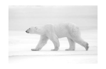 Walking Polar Bear | Poster - Passepartout