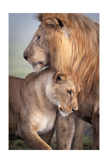 Lions in Love | Poster - Passepartout