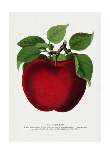 Mcintosh Red Apple Lithograph | Poster - Passepartout