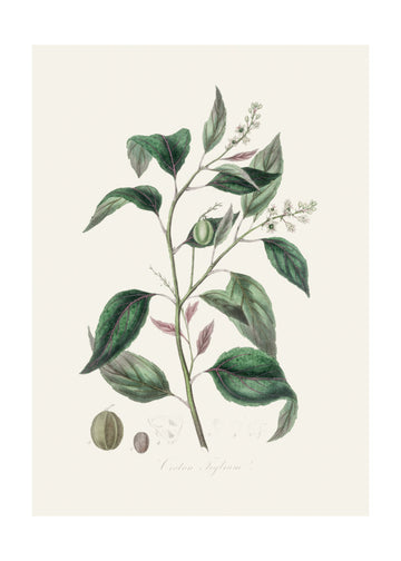 Purging Croton (croton Tiglium) Medical Botany | Poster - Passepartout
