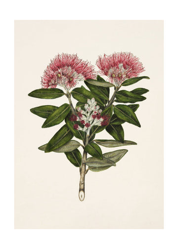 Pohutukawa   Metrosideros Tomentosa Drawn By Sarah Featon (1848–1927) | Poster - Passepartout