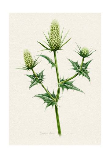 Botanical Sea Holly | Poster - Passepartout