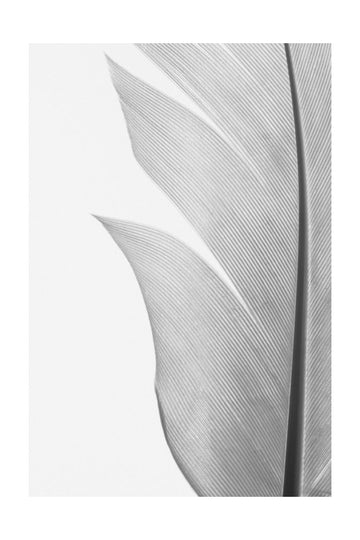 Delicate White Feather | Poster - Passepartout