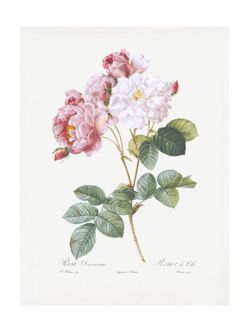 Rosebush, Les Roses (1817–1824) | Poster - Passepartout
