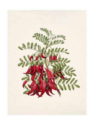 Kowhai   Clianthus Puniceus Drawn By Sarah Featon (1848–1927) | Poster - Passepartout