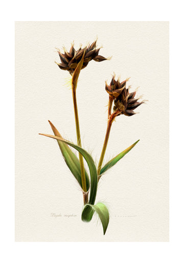 Detailed Botanical Study | Poster - Passepartout